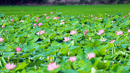 Hội nghị triển khai sưu tầm tư liệu, biên soạn Lịch sử Đảng bộ Thị trấn Tứ Trưng, huyện Vĩnh Tường, tỉnh Vĩnh Phúc