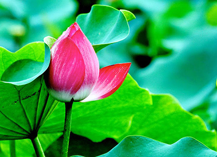 Hội thảo Lịch sử Đảng bộ xã Tự Cường, huyện Tiên Lãng, TP Hải Phòng