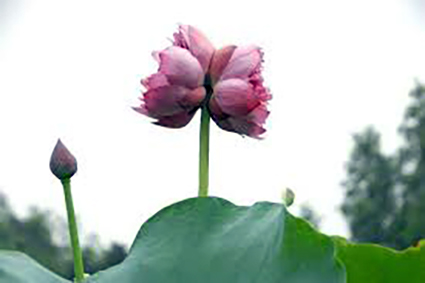 Hội thảo khoa học Lịch sử Đảng bộ xã Thụy Hòa, huyện Yên Phong, tỉnh Bắc Ninh